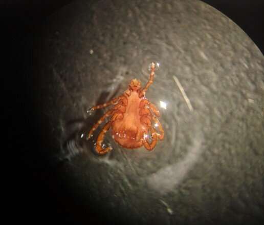 Study reveals how deadly tick disease spreads
