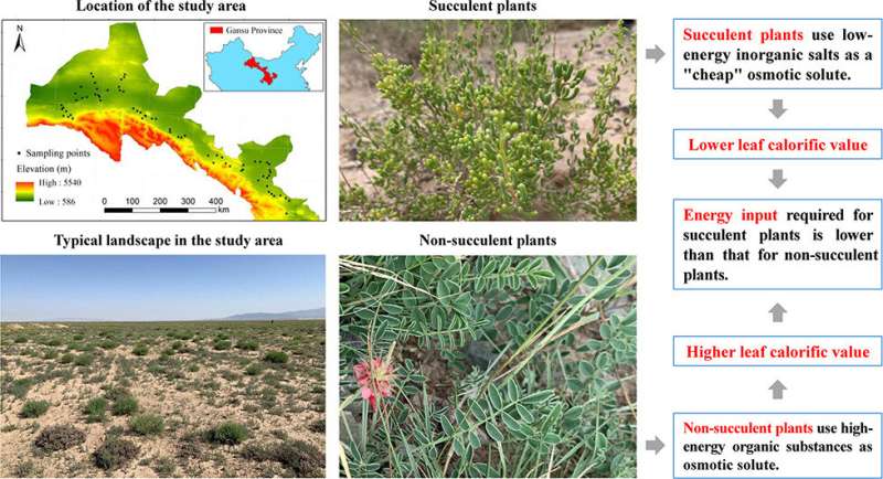 Study reveals leaf calorific value and its influencing factors on desert plants