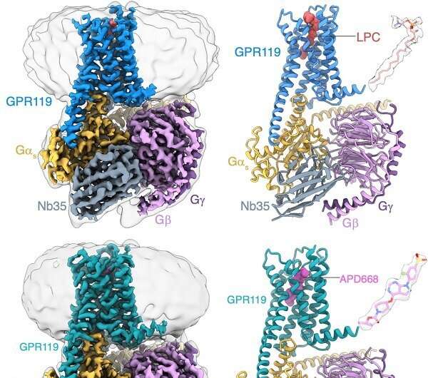 Study Reveals Ligand Recognition Mechanism of Orphan Receptor GPR119