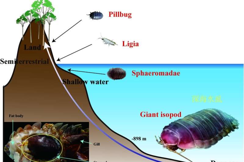 Estudio revela el primer genoma de un crustáceo de aguas profundas