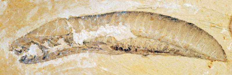 Tyrimas atskleidžia, kad Yunnanozoans yra seniausi žinomi kamieniniai stuburiniai gyvūnai