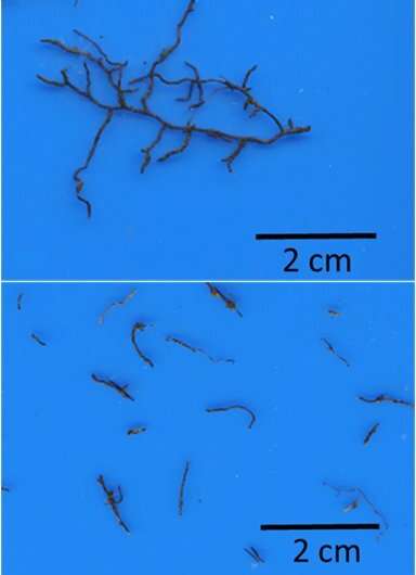 Study sheds light on life cycle of tree roots