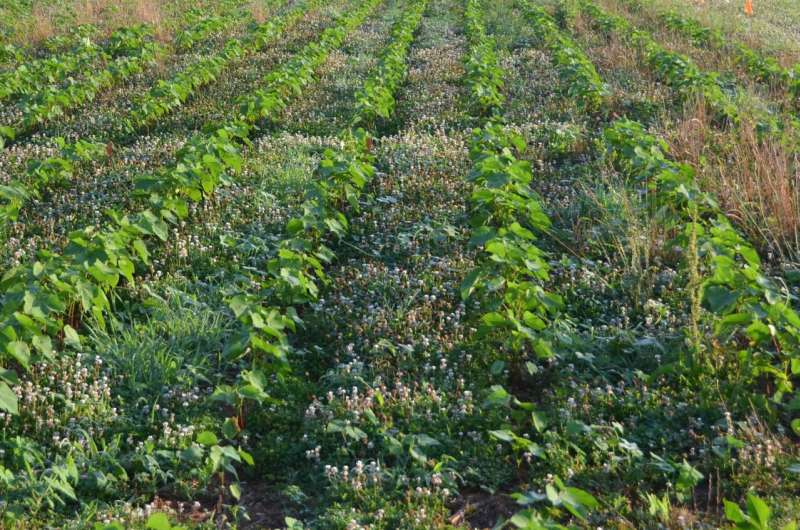 Study shows a single cover crop can outperform mixtures