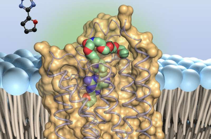 Study shows how bioactive substance inhibits important receptor