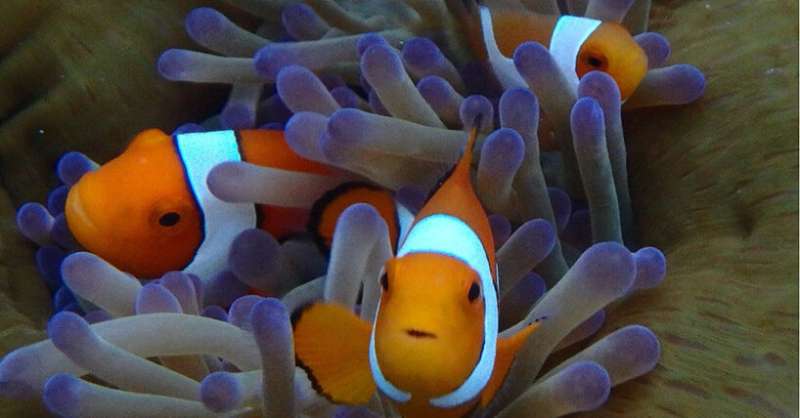 Study shows how clown clownfish adjust their growth to their environments
