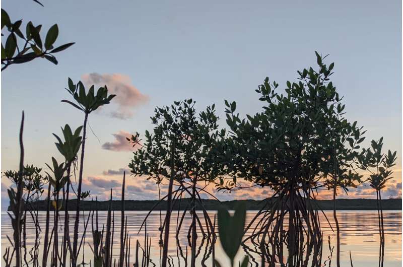 The study shows that the restoration of mangroves and reefs gives a positive return on investment in flood protection