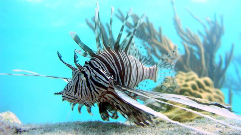 Study shows most efficient ways to capture invasive lionfish