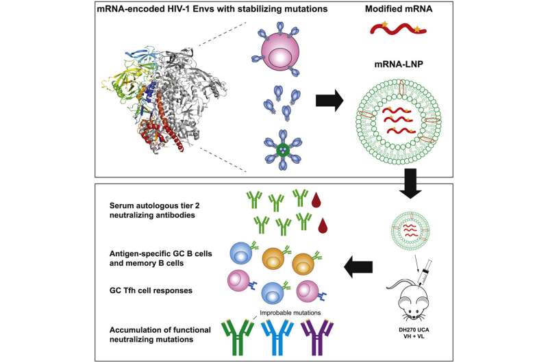 Study shows mRNA vaccine technology can be used for HIV vaccines