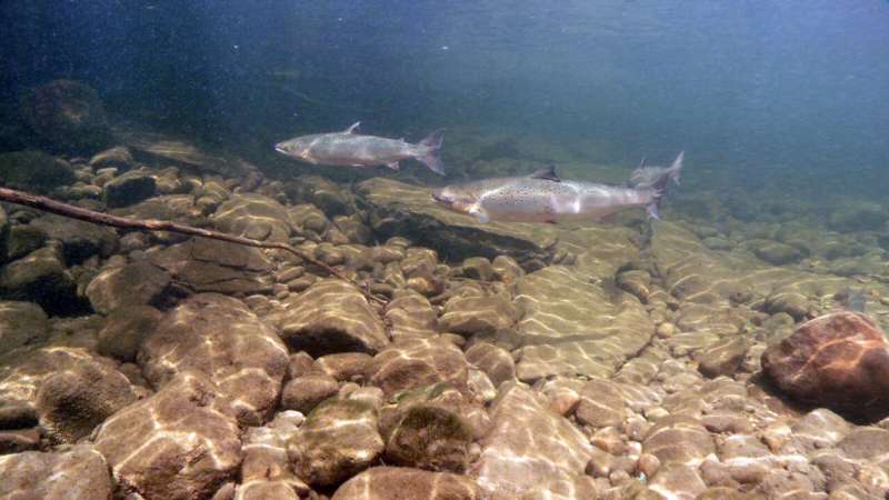 Study shows Penobscot River restoration efforts may benefit both salmon and seals