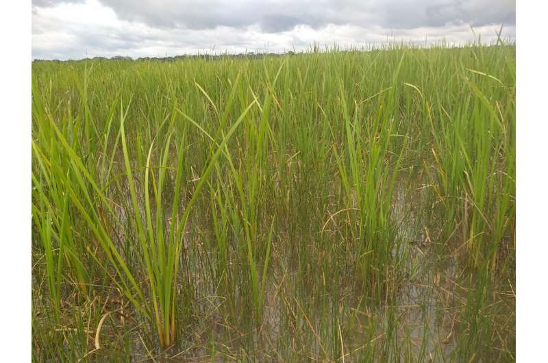 Study shows potential of Southern cattail for phytoremediation of areas contaminated by mine tailings