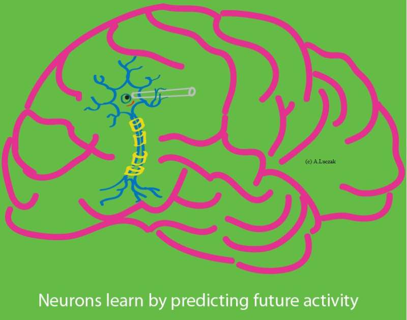 Study shows that individual neurons could learn by predicting future activity 