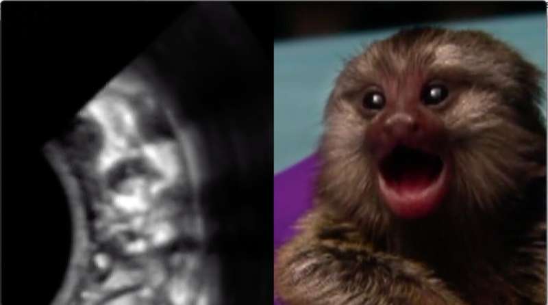 Study shows that marmosets practice calling their mothers in the womb