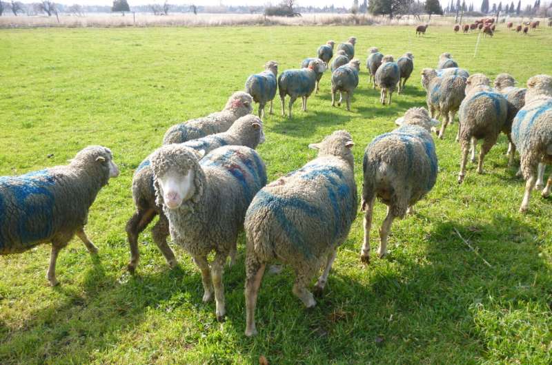 Research shows that sheep herds alternate their leader and achieve collective intelligence