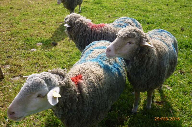 Research shows that sheep herds alternate their leader and achieve collective intelligence