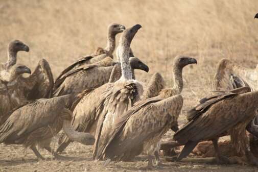 Study shows vultures have an appetite for long-distance travel