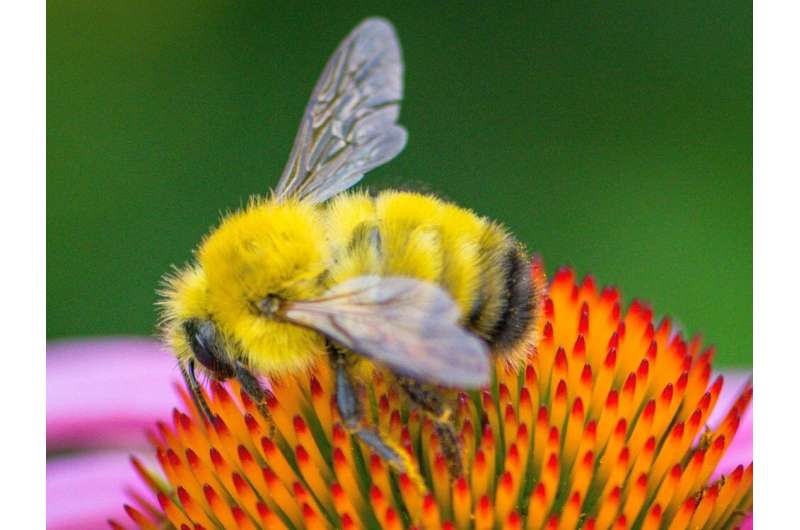 Study suggests one-third of wild bee species in Pennsylvania have declined in abundance