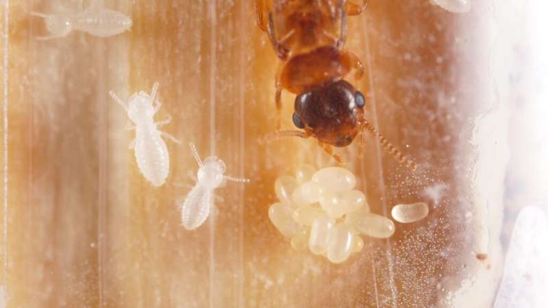Study: Termite queen and king are the best parents in the world, until they’re not