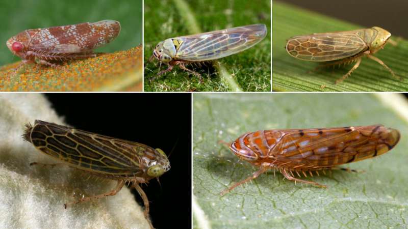 Study tracks plant pathogens in leafhoppers from natural areas