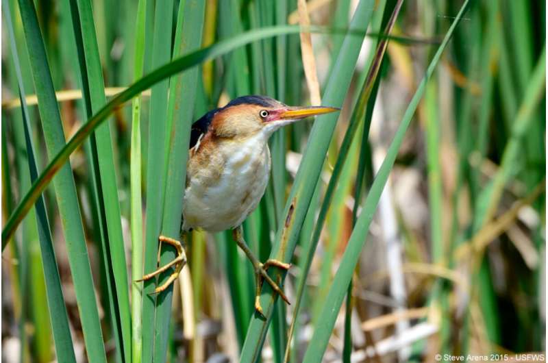 Study tracks waterbird use of Chicago-area wetlands