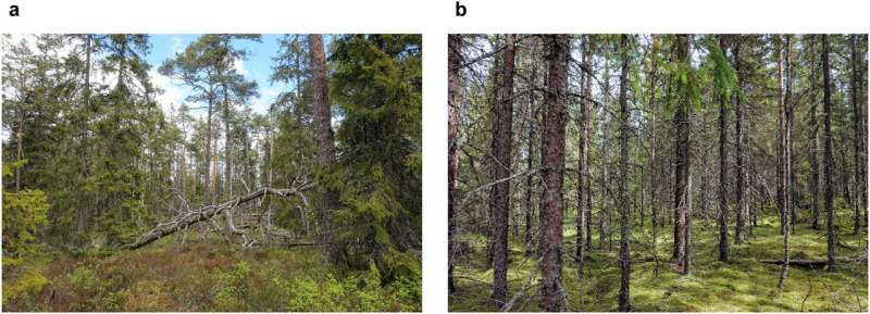 Study uncovers widespread and ongoing clearcutting of Swedish old forests