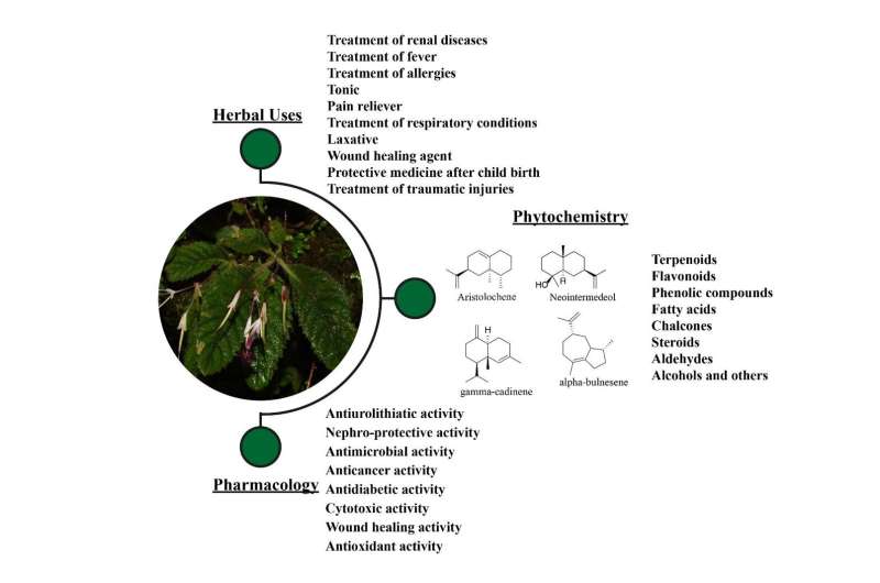 Study updates ethnobotany, phytochemistry, and pharmacology study of genus Didymocarpus wall