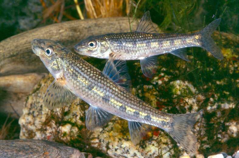 Study warns of ecological impact of native fish species introduced into river basins that do not belong to them