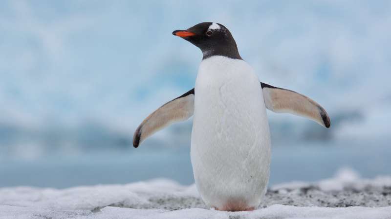 Studying penguin poo to understand the effects of climate change