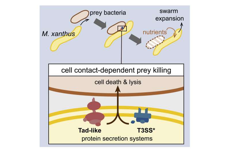 Studying predatory behavior in the bacterial kingdom