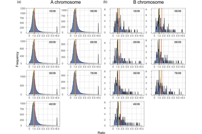 Studying the active role of the maize B chromosome in the modulation of gene expression