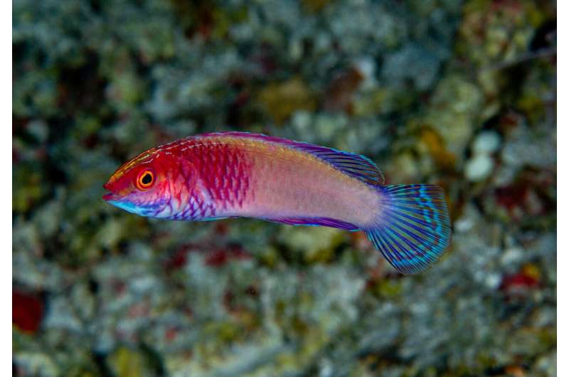 Stunning new-to-science fairy wrasse is first-ever fish described by a Maldivian scientist