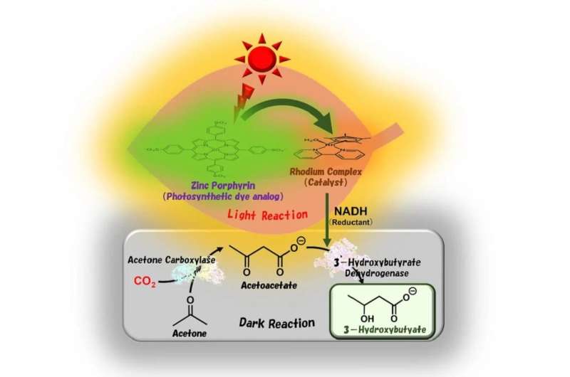 Success in synthesizing biodegradable plastic materials using sunlight and CO2