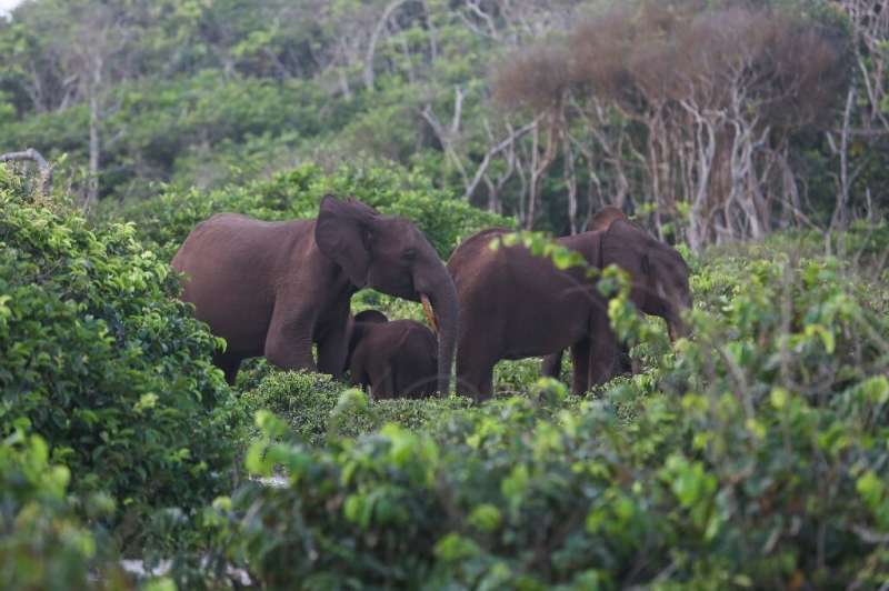 Success story: The number of forest elephants in Gabon has doubled in the past decade