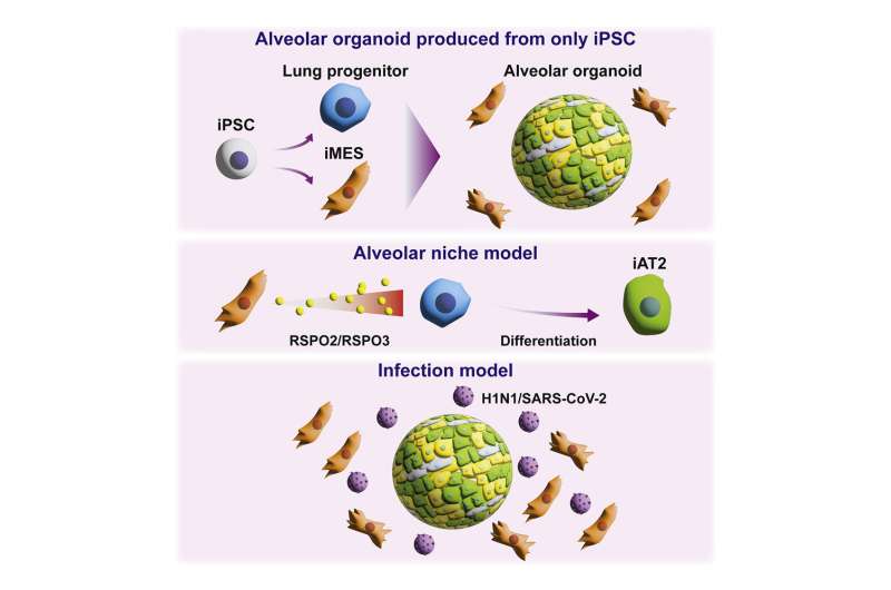 Успешное создание мезенхимальных клеток, полученных из иПС-клеток человека, способных продуцировать альвеолярные органоиды.