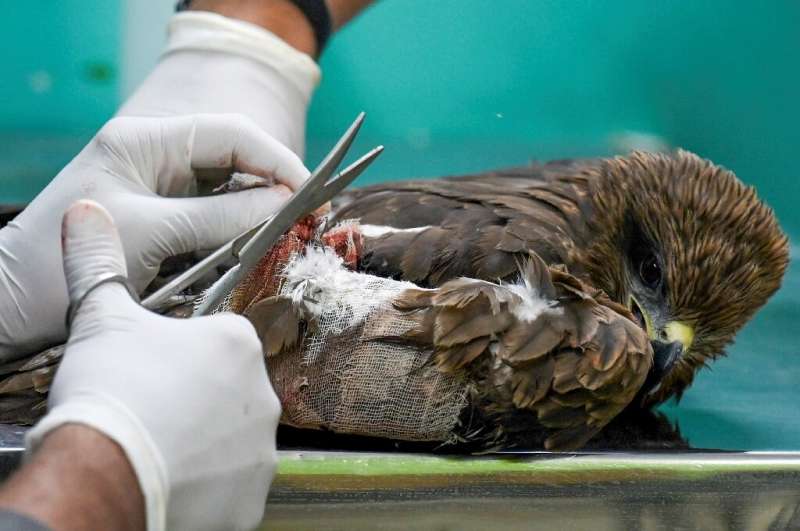 Successful treatment depends on how soon the injured birds are brought to Wildlife Rescue