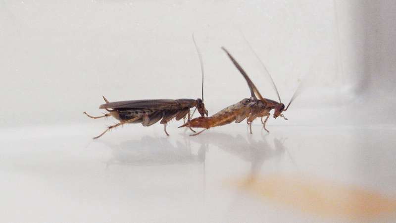 Sugar aversion hampers cockroach coupling
