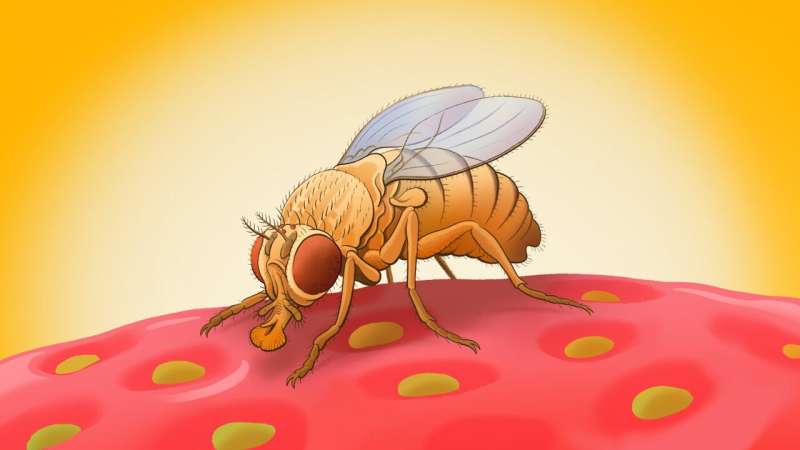 Summer pest or scientific marvel?