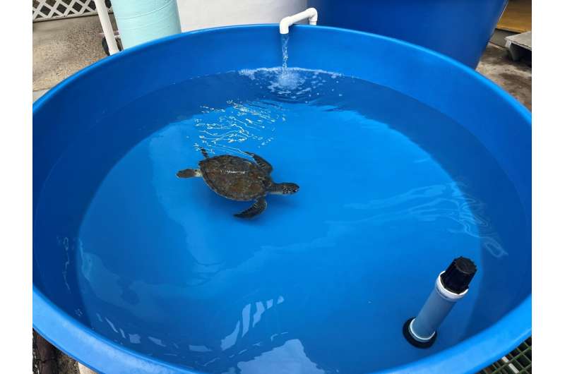 Sunlight's healing effects help imperiled green sea turtles with tumors