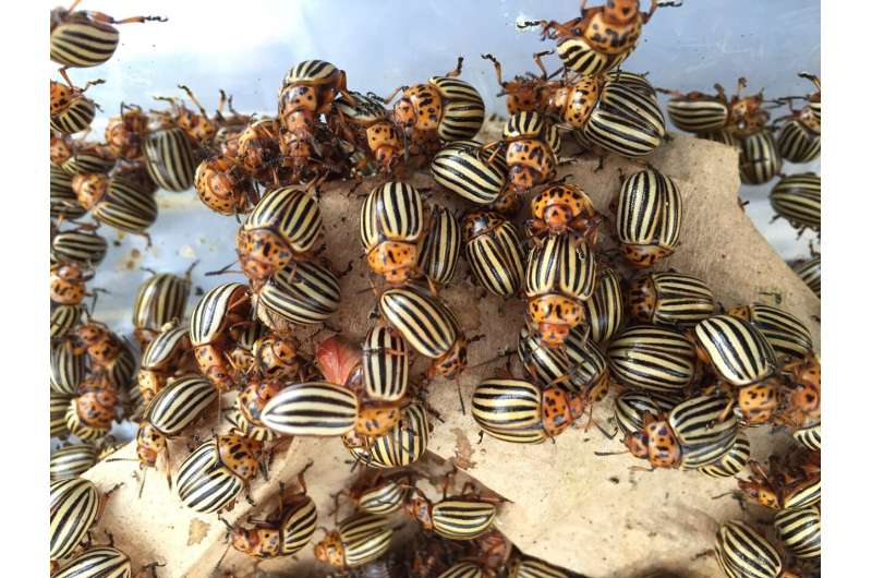‘Super pest’ Colorado potato beetle has the genetic resources to sidestep our attacks