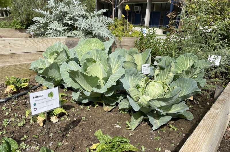 调查:人们转向园艺减压、食品访问期间大流行