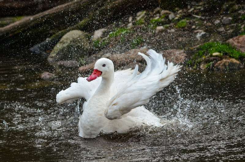 Swan-derful News: Ancient Waterfowl Found at St Bathans