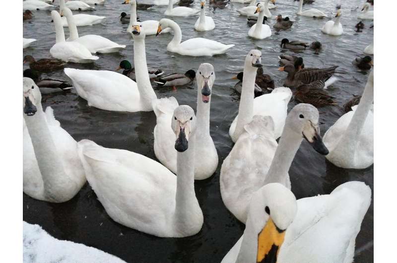 Swans sacrifice rest to squabble