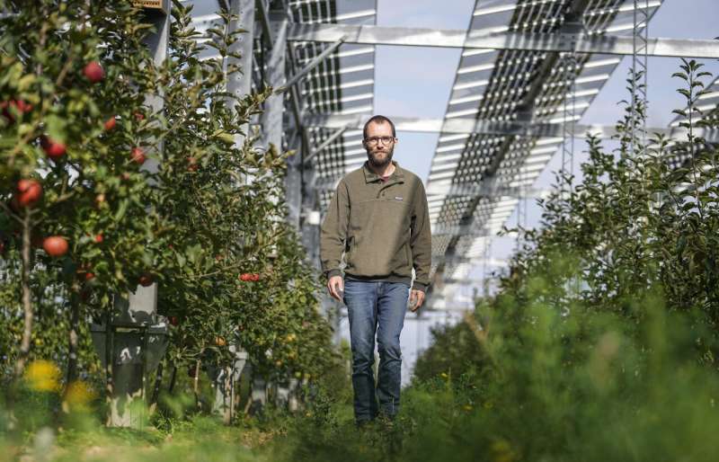Sweet or not? German farmer trials solar roofs for orchard