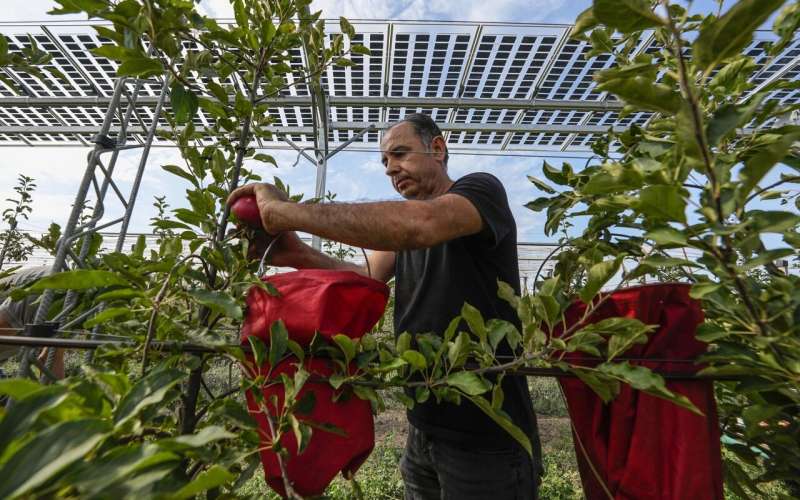 Sweet or not? German farmer trials solar roofs for orchard