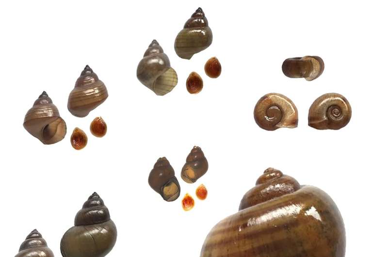 Swimmer's Itch: what causes this neglected snail-borne disease?