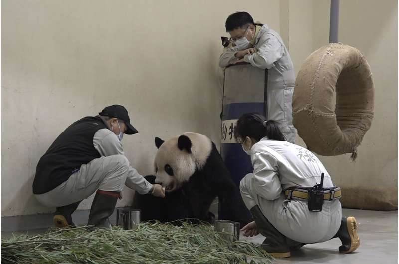 Symbol of reunion with China, panda Tuan Tuan dies in Taipei
