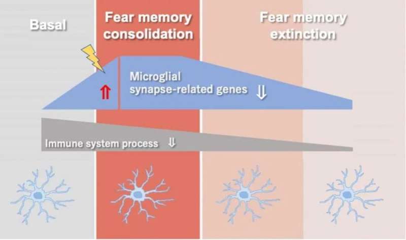 Synapse-related genes in microglia are changed by contextual fear conditioning