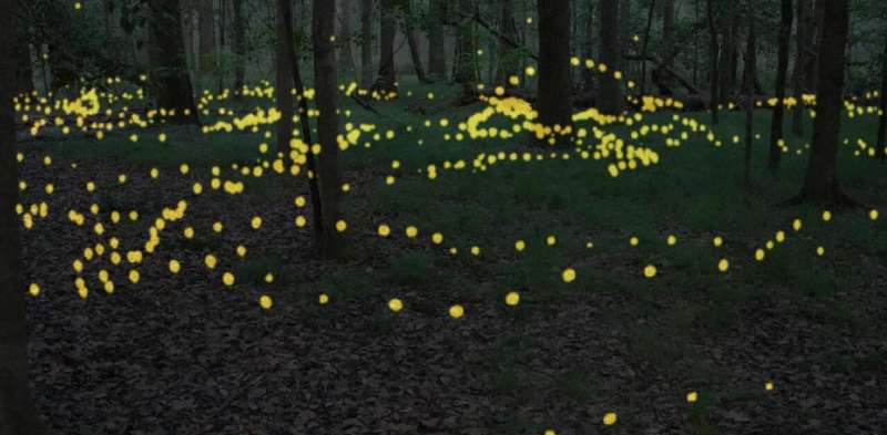 Synchrony with chaos—blinking lights of a firefly swarm embody in nature what mathematics predicted
