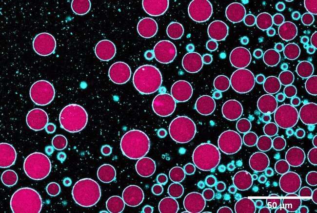 Synthetic cells communicate with organic cells