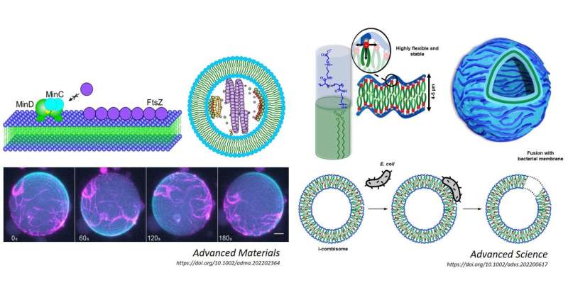 Synthetic cells to interact with living matter