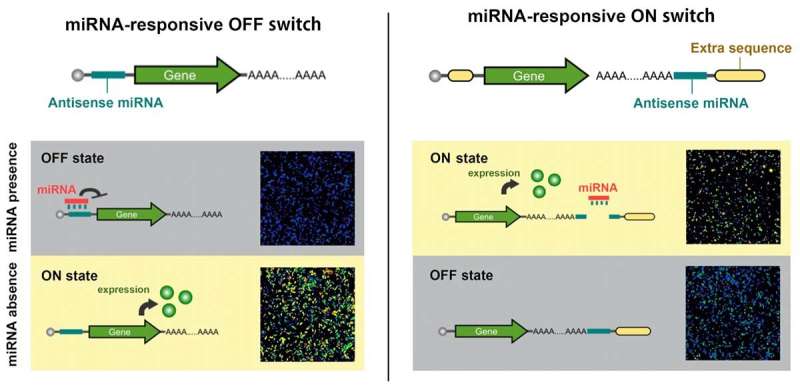 Synthetic gene circuits that improve stem cell quality